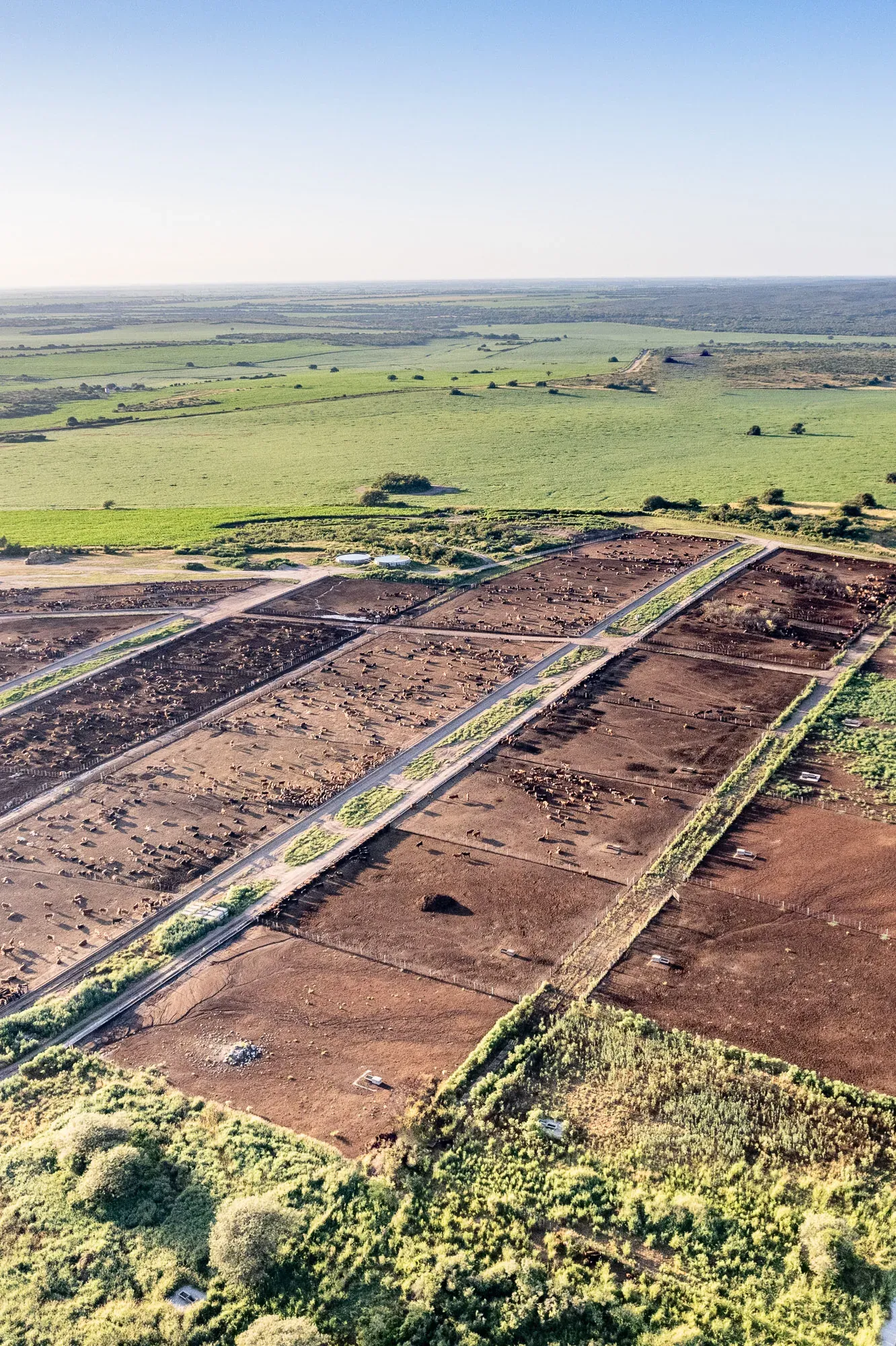 Feedlot aéreo 2