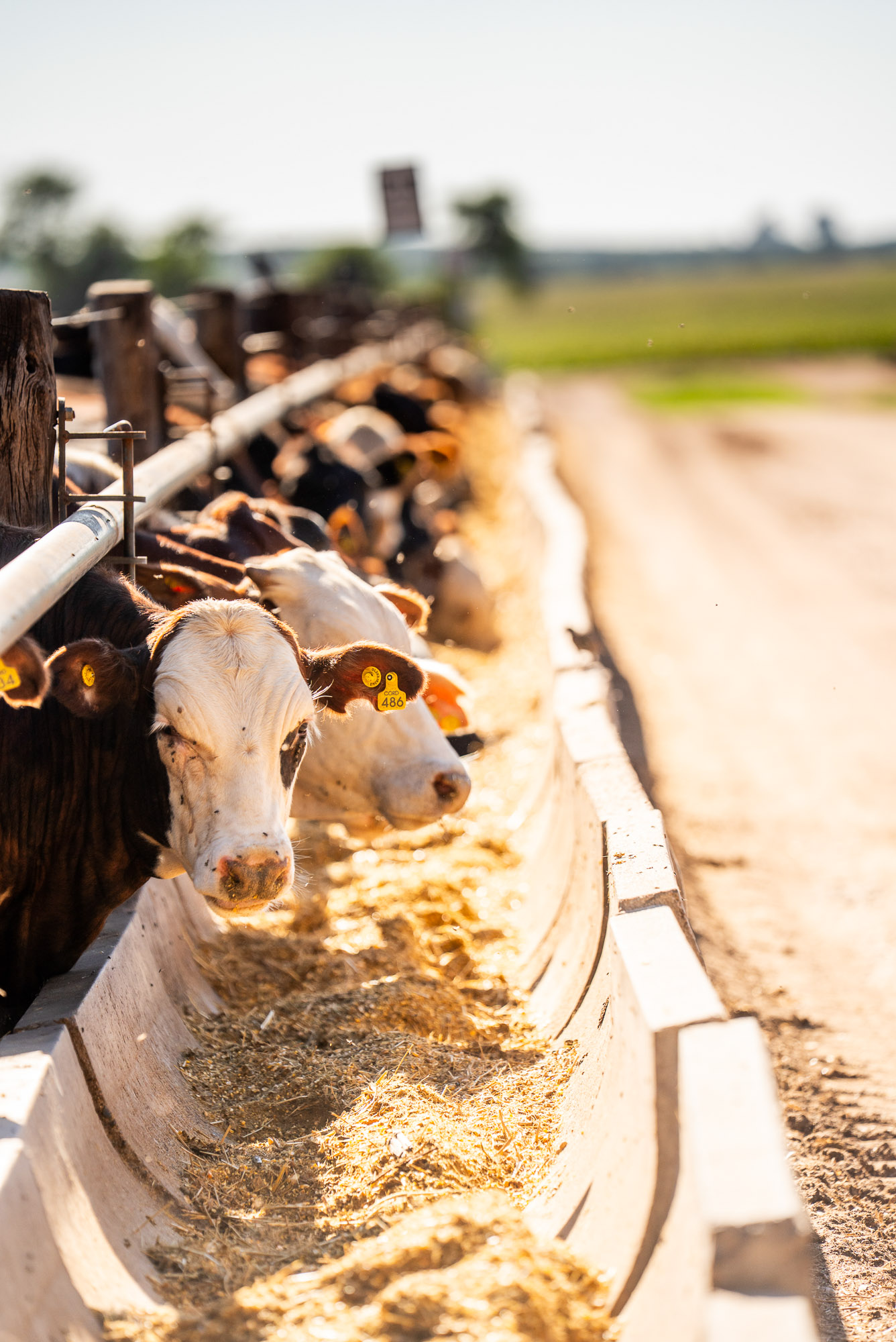 Feedlot — recorrida en establecimiento